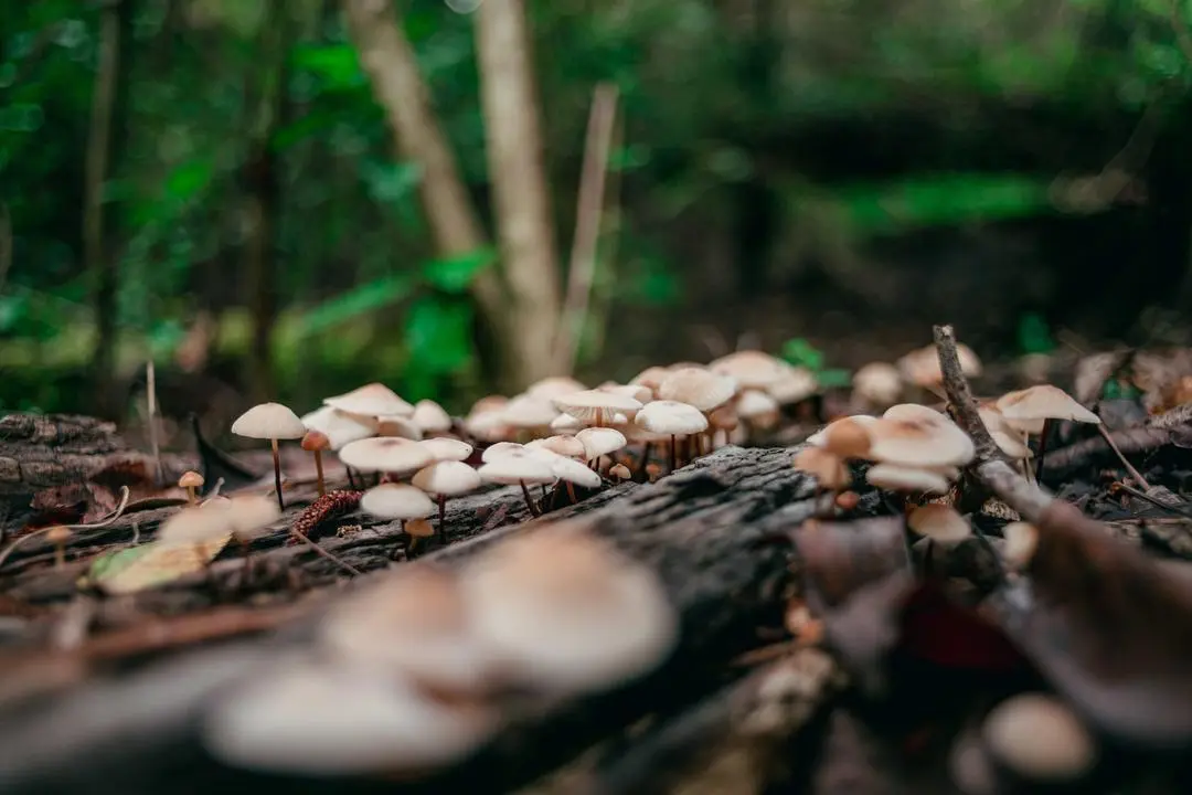 primer plano agaricus bosque 1 1 scaled