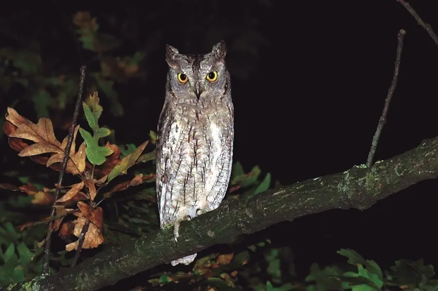 semana de la biodiversidad en santander