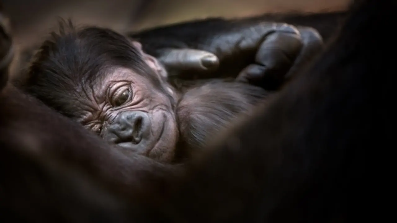 cr&iacute;a de orangut&aacute;n en cab&aacute;rceno, cantabria