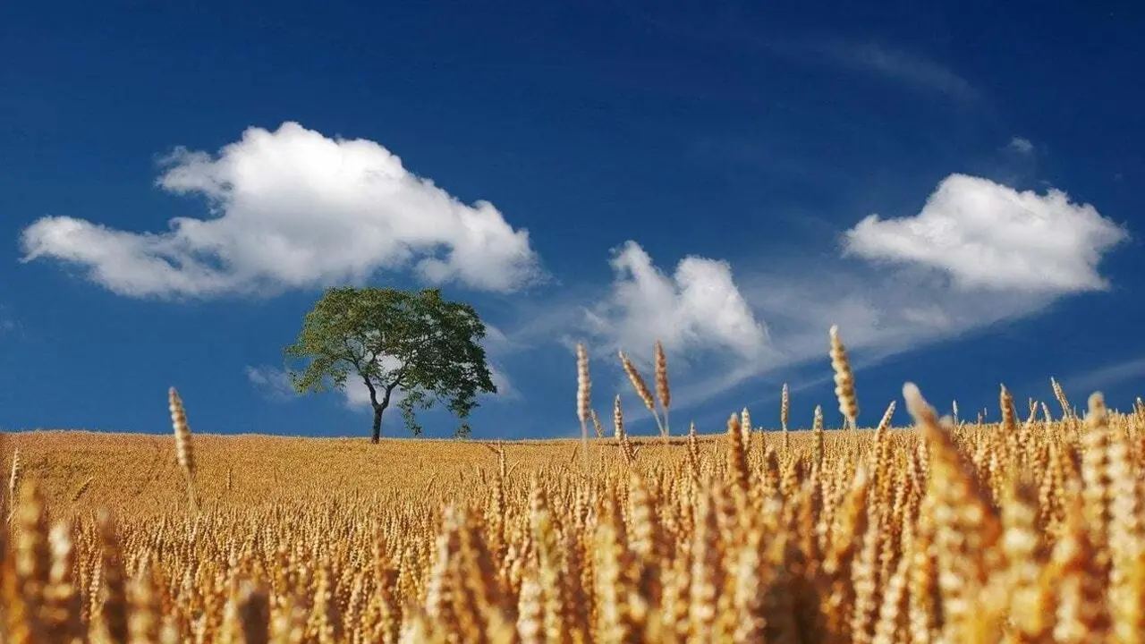 Campo de espigas en Castilla y Le&oacute;n