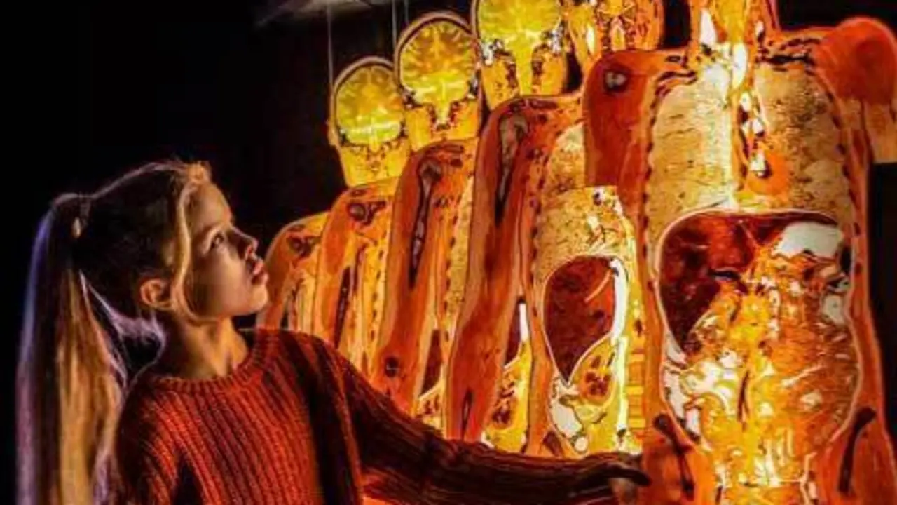 body worlds el ritmo de la vida