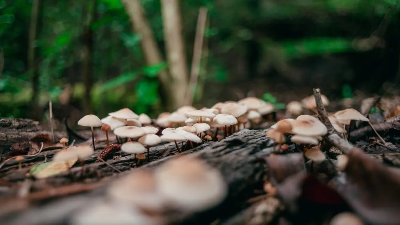 primer plano agaricus bosque 1 1 scaled