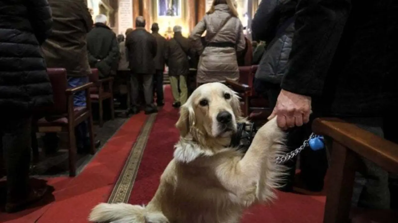 San Anton 2024 en Madrid programacion completa de la fiesta de los animales