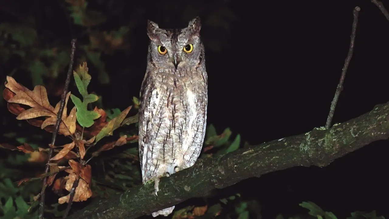 semana de la biodiversidad en santander