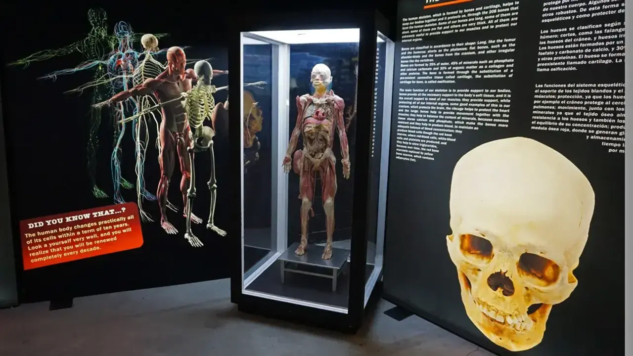 bodies-evolution exposicion Vigo