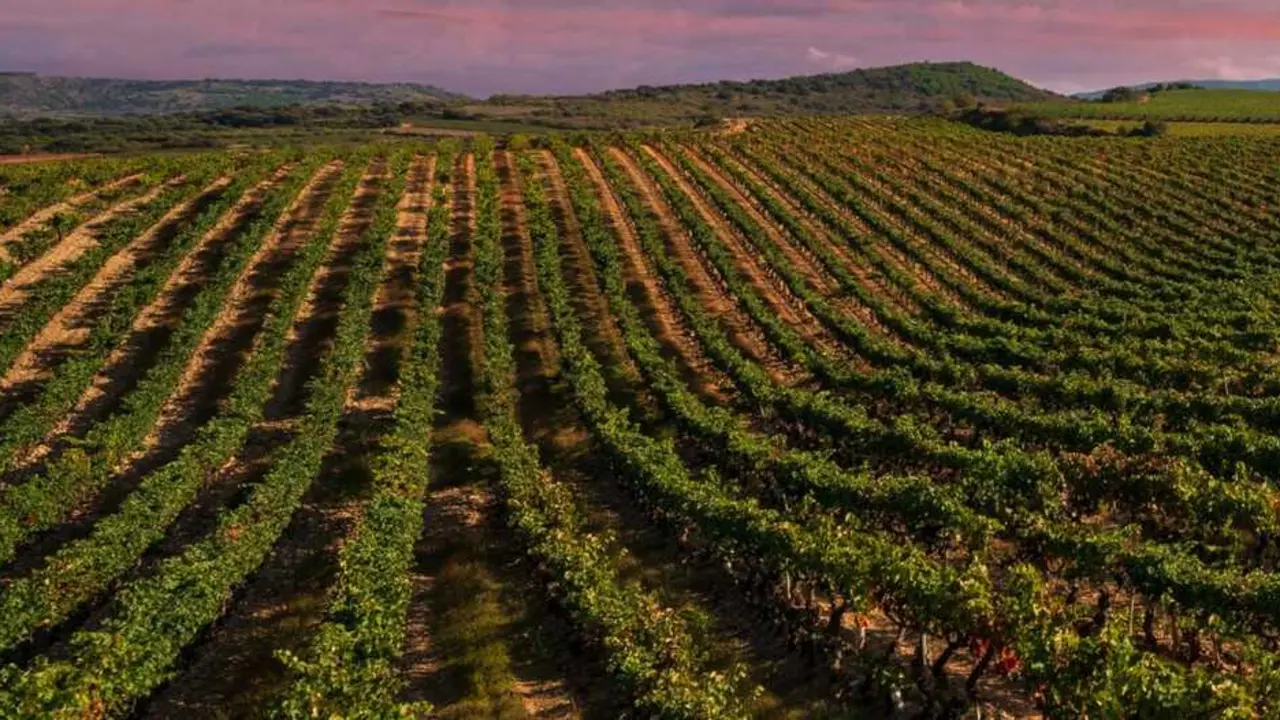 Ruta del vino rioja oriental