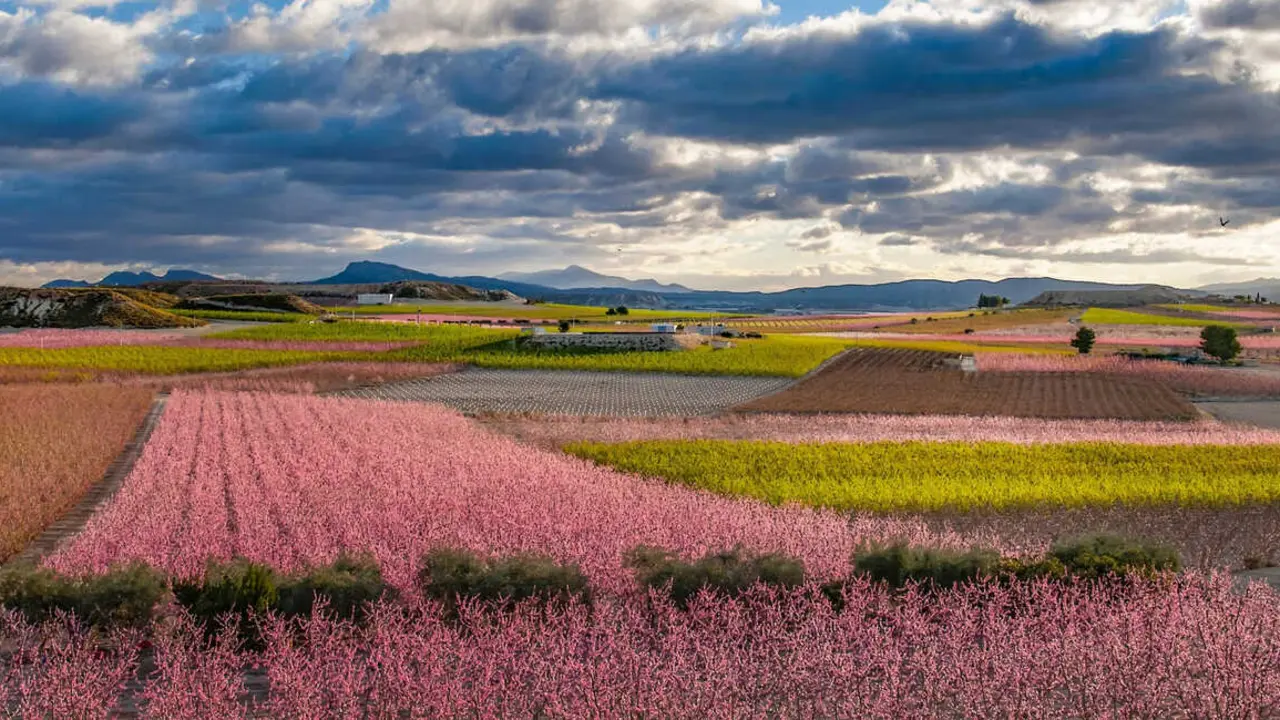 Floraci&oacute;n Cieza 2026