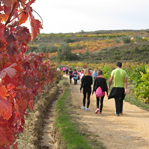 Paseo popular entre viñas en Elciego