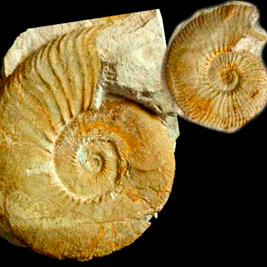 Las conchas de los ammonites en Museo Nacional de Ciencias Naturales en Madrid