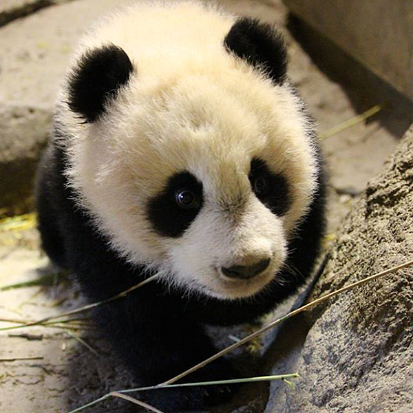 Pandas en el Zoo en Zoo-Aquarium de Madrid