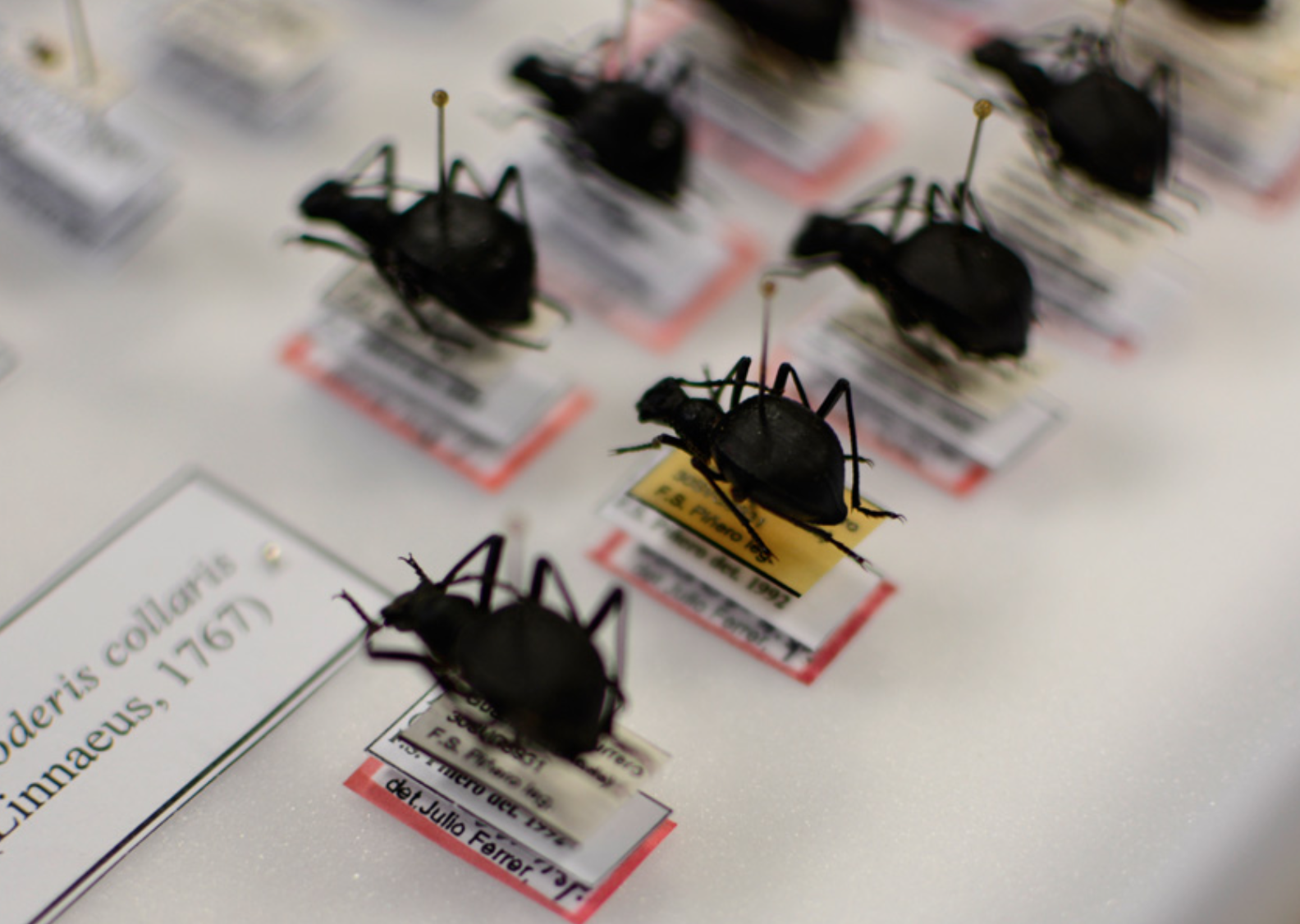 Exposición Las colecciones entomológicas del departamento de Zoología