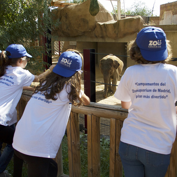 Campamentos de verano en el Zoo en Zoo-Aquarium de Madrid