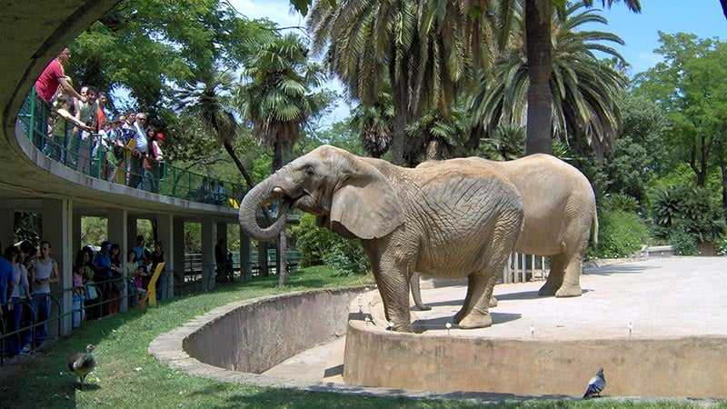 Zoologico de Barcelona