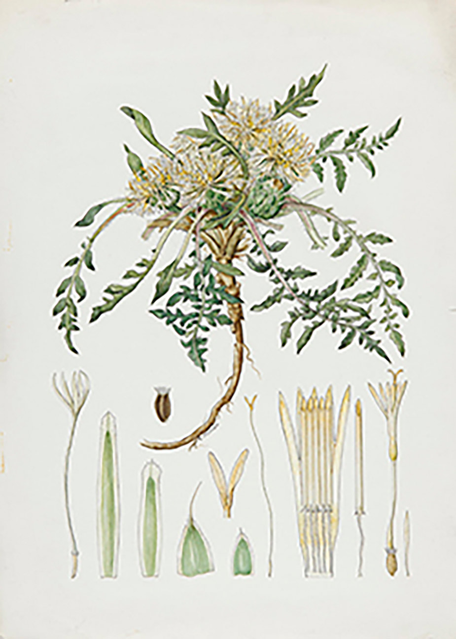 Exposición Ellas Ilustran Botánica
