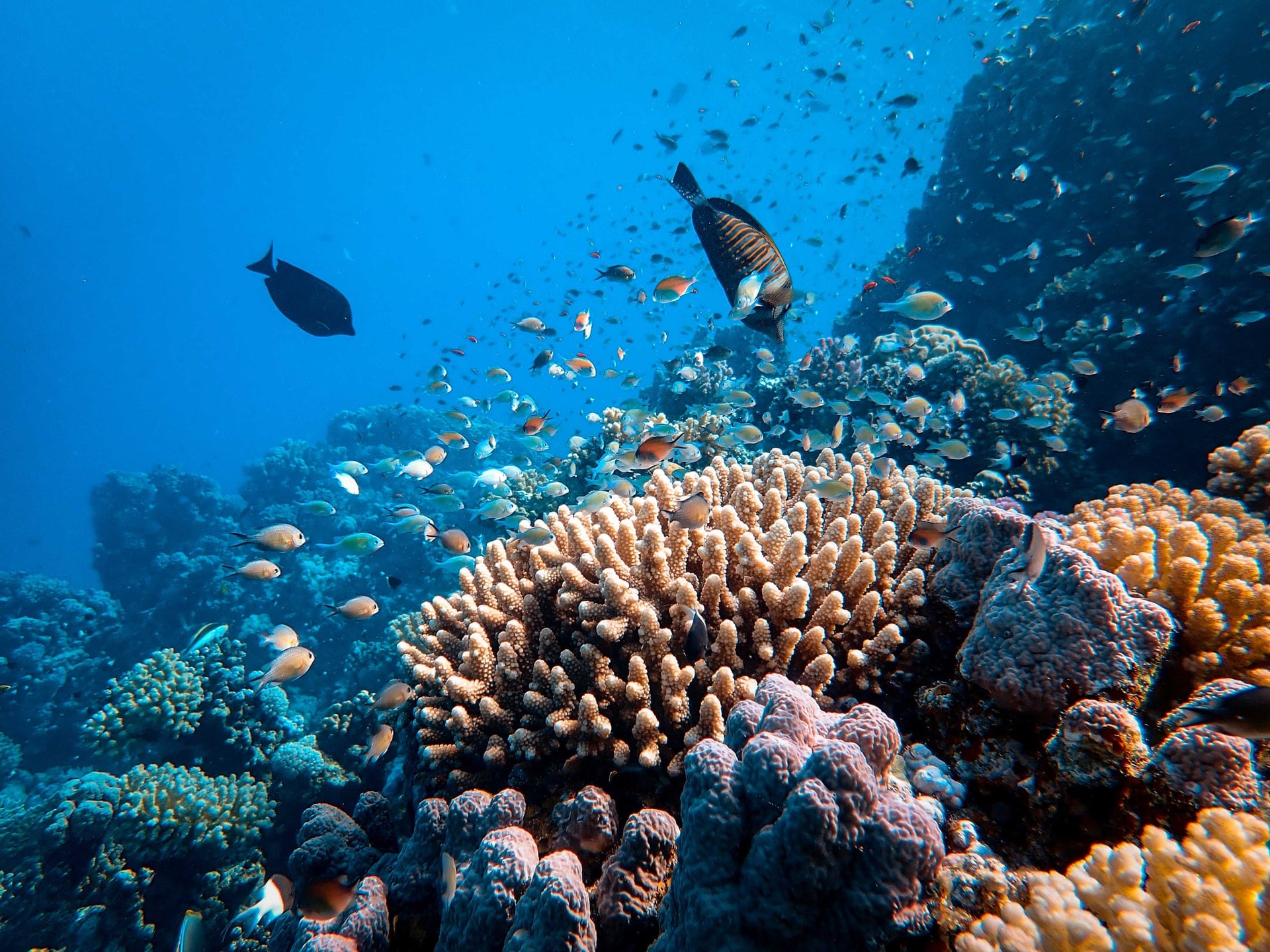 Arrecifes de coral min