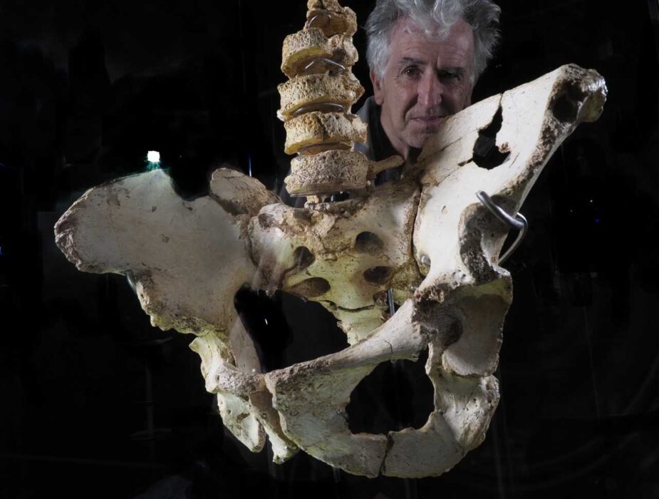 La pelvis Elvis protagonista en el Museo de la Evolución