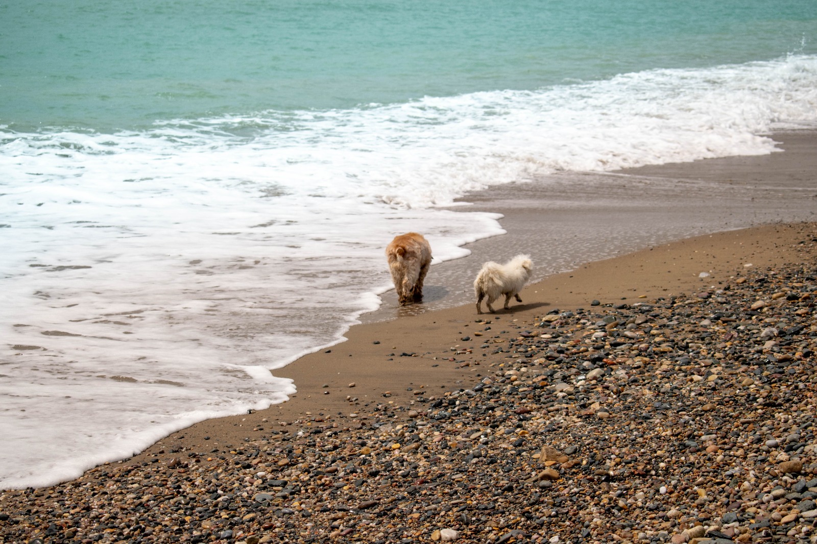 Las 8 playas para perros en la Región