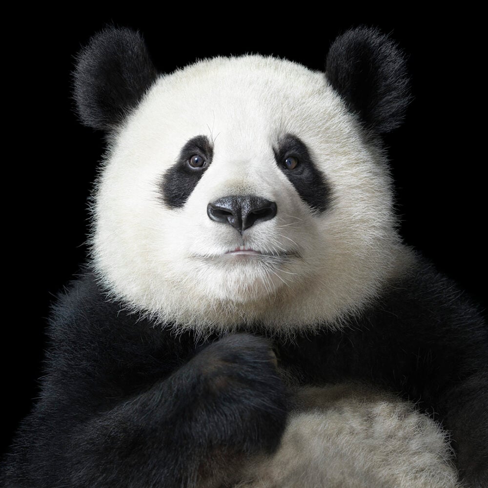AP Panda Portrait exposición Vigo