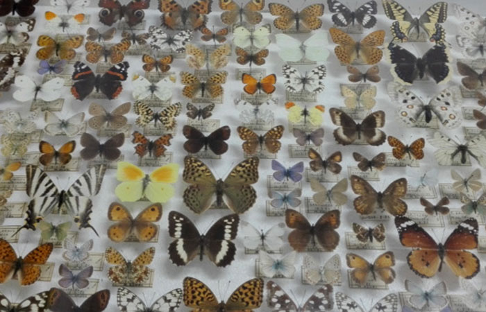 museu valencia dhistoria natural mariposas