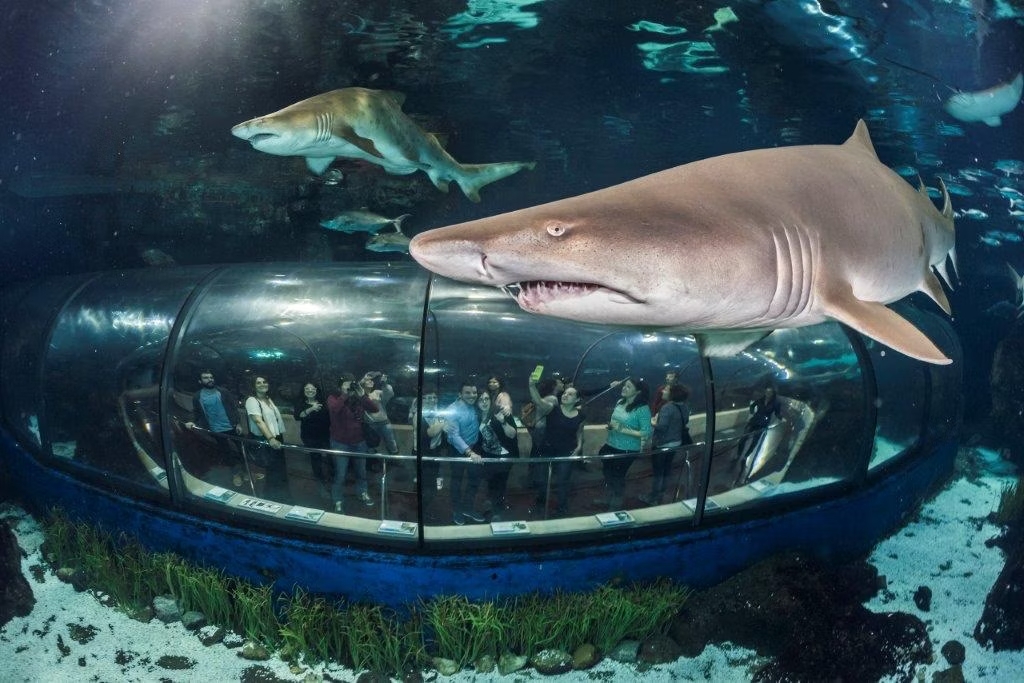 Aquarium Barcelona parques atracciones espana