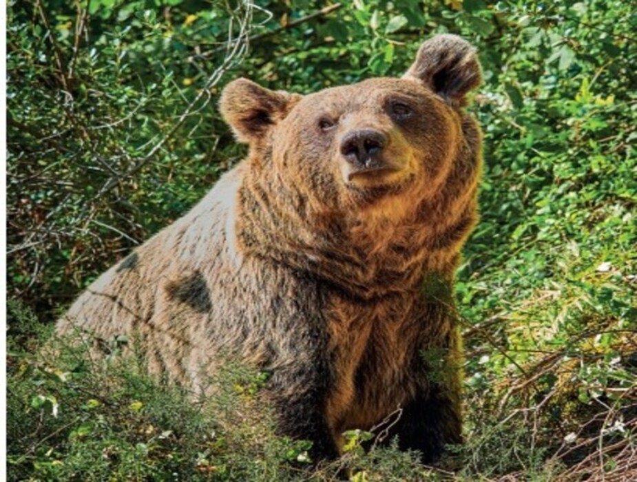 oso asturias 1