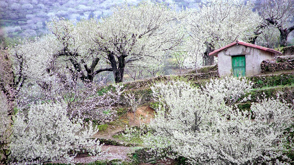 Rutas para ver la floración del cerezo y el almendro