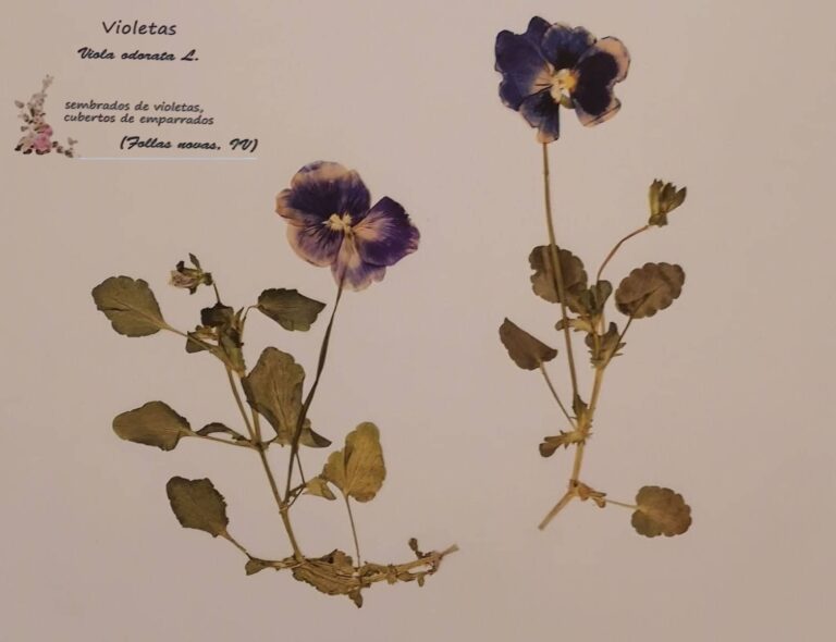 exposicion herbario rosalia pontevedra