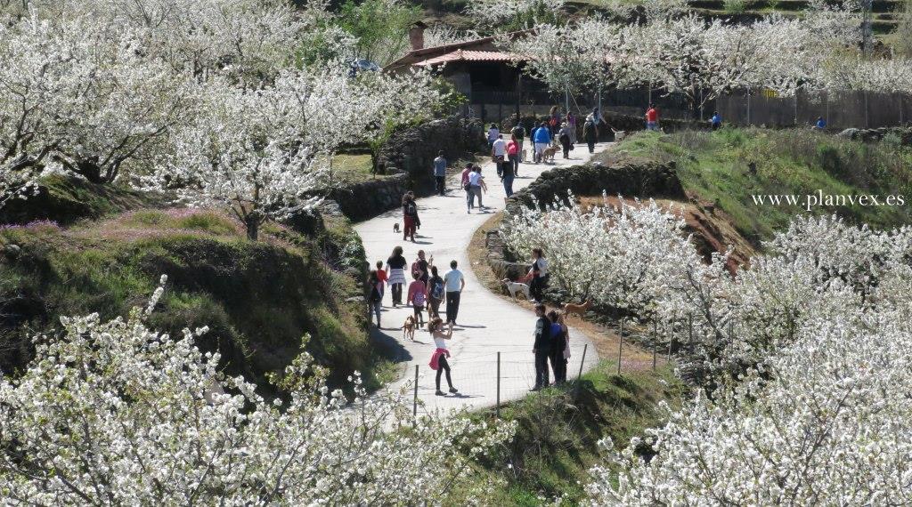 ruta del cerezo en flor plasencia puente de mayo